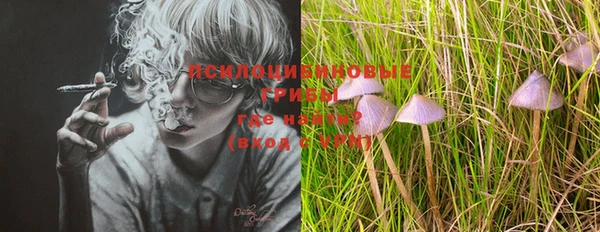 прущие грибы Новосибирск